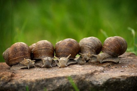 Five snails in a row