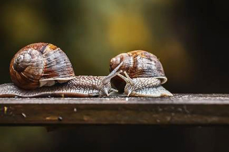 Two snails