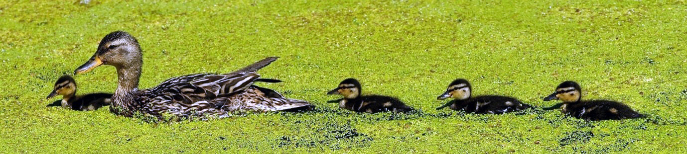 Duck and ducklings